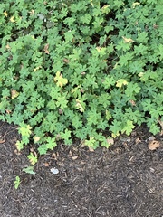 Geranium carolinianum carolinianum