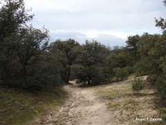 Quercus rotundifolia