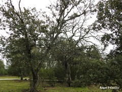 Quercus rotundifolia