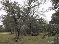 Quercus rotundifolia