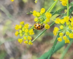 Propylea quatuordecimpunctata