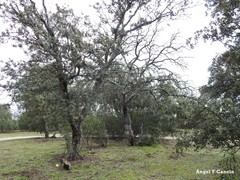 Quercus rotundifolia