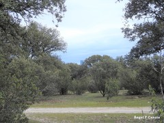 Quercus rotundifolia