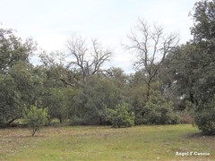 Quercus rotundifolia