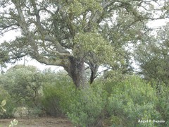 Quercus rotundifolia