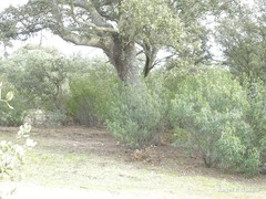 Quercus rotundifolia