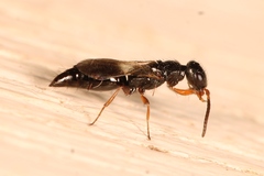 Laelius pedatus