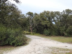 Quercus rotundifolia