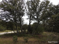 Quercus rotundifolia