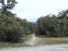 Quercus rotundifolia