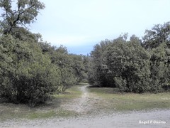 Quercus rotundifolia
