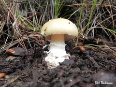 Amanita toxica