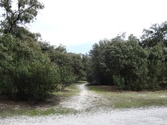 Quercus rotundifolia