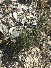 Trisetum distichophyllum