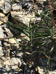 Trisetum distichophyllum