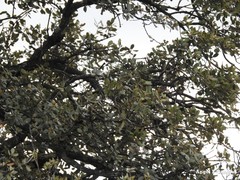 Quercus rotundifolia