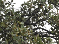 Quercus rotundifolia