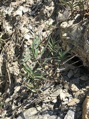 Trisetum distichophyllum