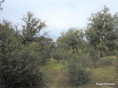 Quercus rotundifolia