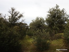 Quercus rotundifolia