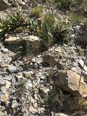 Trisetum distichophyllum