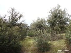 Quercus rotundifolia