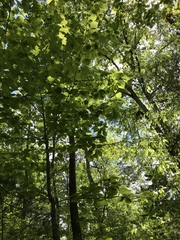 Magnolia acuminata
