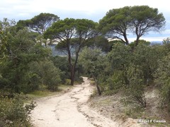 Quercus rotundifolia