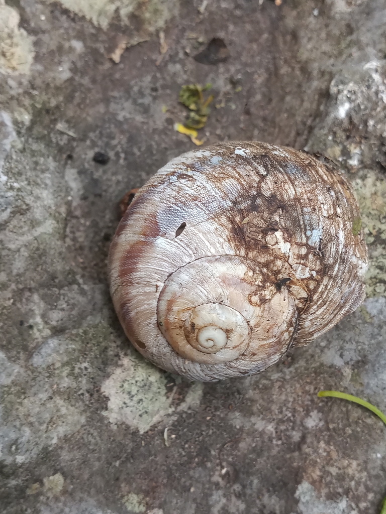 Humboldtiana nuevoleonis