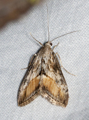 Evergestis subterminalis