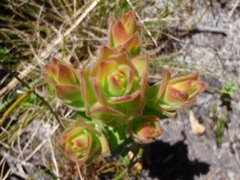 Mimetes capitulatus