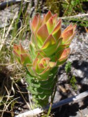 Mimetes capitulatus