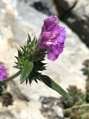 Galeopsis angustifolia