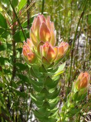 Mimetes capitulatus