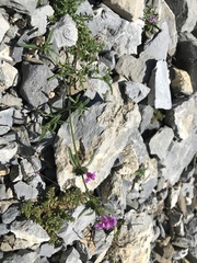 Galeopsis angustifolia