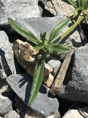 Galeopsis angustifolia