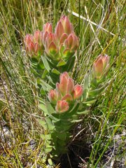 Mimetes capitulatus