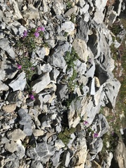 Galeopsis angustifolia