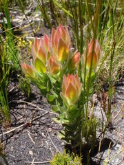 Mimetes capitulatus