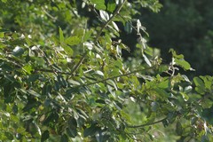 Dalbergia obovata
