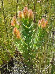 Mimetes capitulatus
