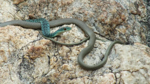 Philothamnus semivariegatus