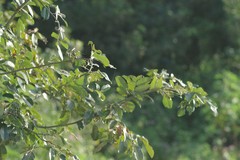 Dalbergia obovata