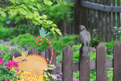 Streptopelia chinensis