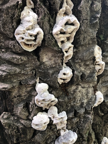 Kamščiapintė apdegėlė nuotrauka