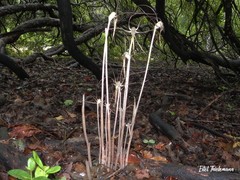 Arachnitis uniflora