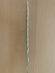 Elymus smithii