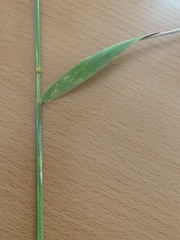 Elymus smithii