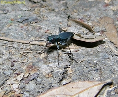 Dromochorus pilatei