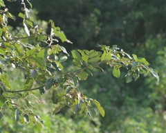 Dalbergia obovata